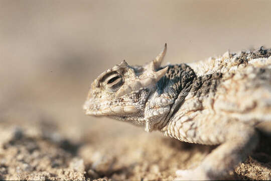 Image of Desert Horned Lizard