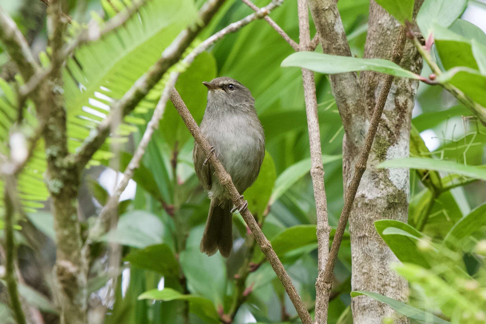 Image of Aberrant Bush Warbler