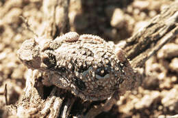 Image of Desert Horned Lizard