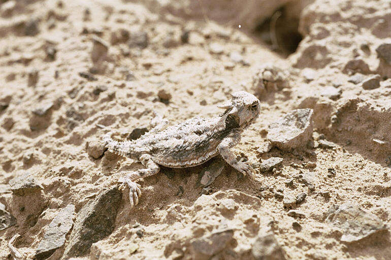 Image of Desert Horned Lizard