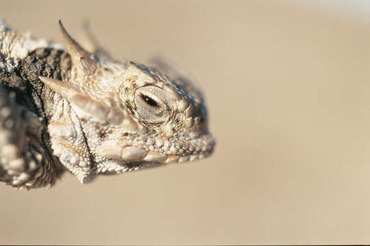 Image of Desert Horned Lizard