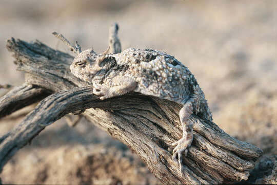 Image of Desert Horned Lizard