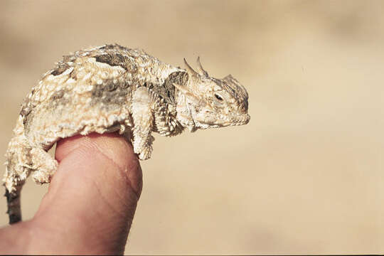 Image of Desert Horned Lizard