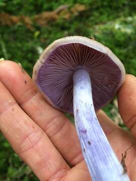 Image of Cortinarius bellus E. Horak 1990