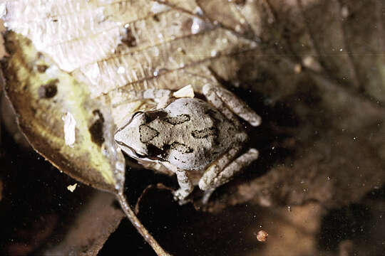 Image of Northern Pacific Treefrog