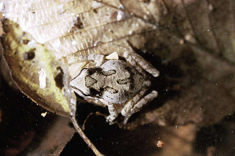 Image de Rainette du Pacifique