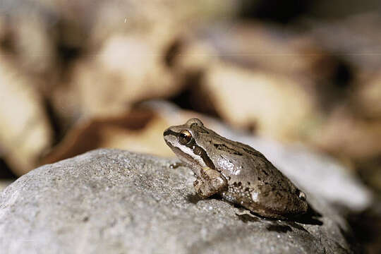 Image of Northern Pacific Treefrog