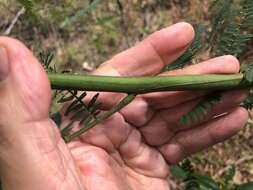 Sivun Acacia glaucocarpa Maiden & Blakely kuva