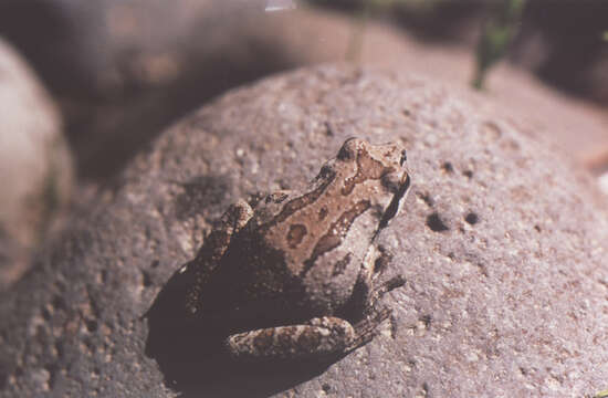 Image of Northern Pacific Treefrog