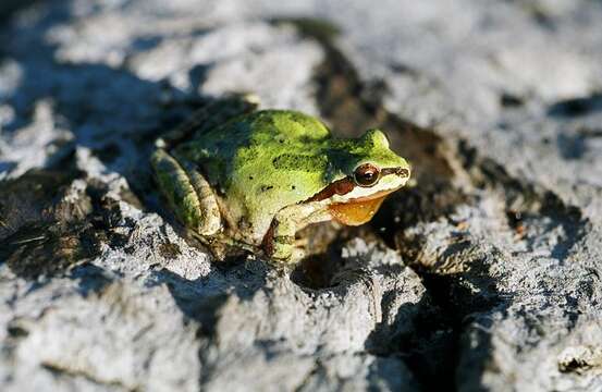 Image of Northern Pacific Treefrog