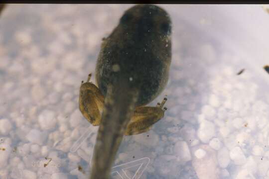 Image of Northern Pacific Treefrog