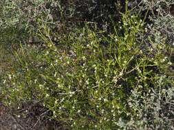 Image of Diosma meyeriana Spreng.