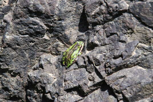 Image of Northern Pacific Treefrog