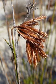 Image of Thamnochortus punctatus Pillans