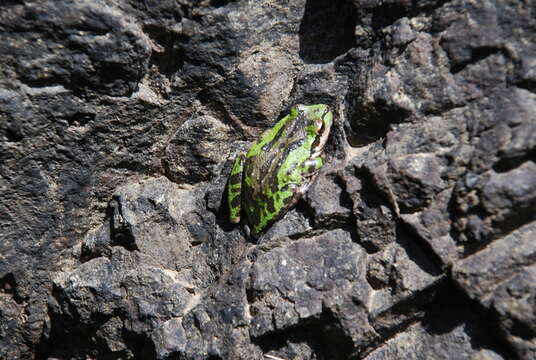 Image of Northern Pacific Treefrog