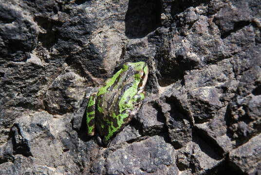 Image of Northern Pacific Treefrog