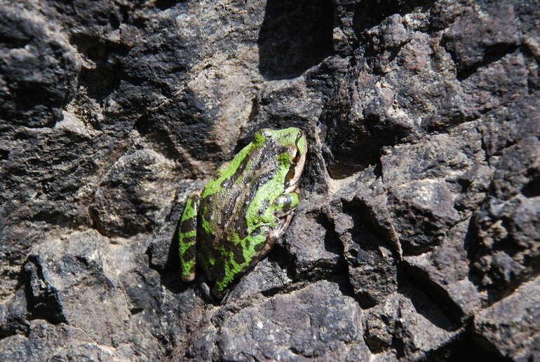 Image de Rainette du Pacifique