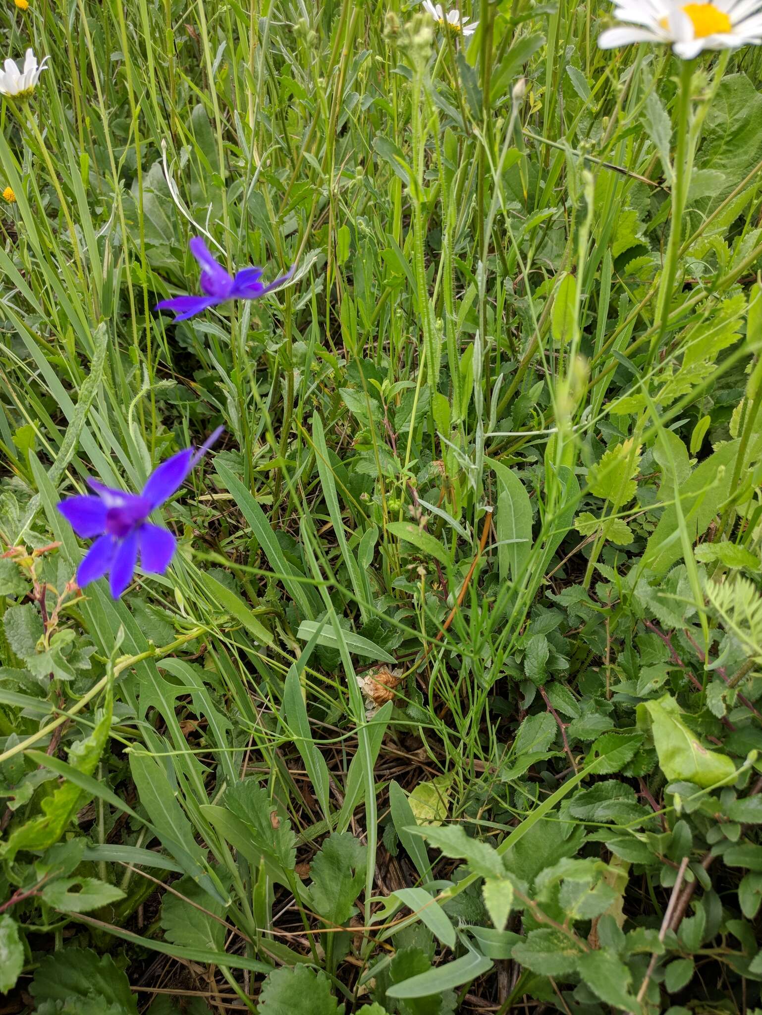 Image of Consolida regalis subsp. divaricata (Ledeb.) Munz