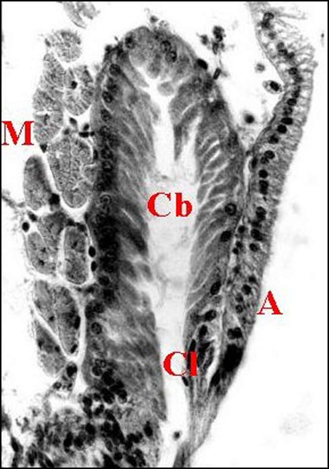 Image of Diguetia canities (McCook 1890)