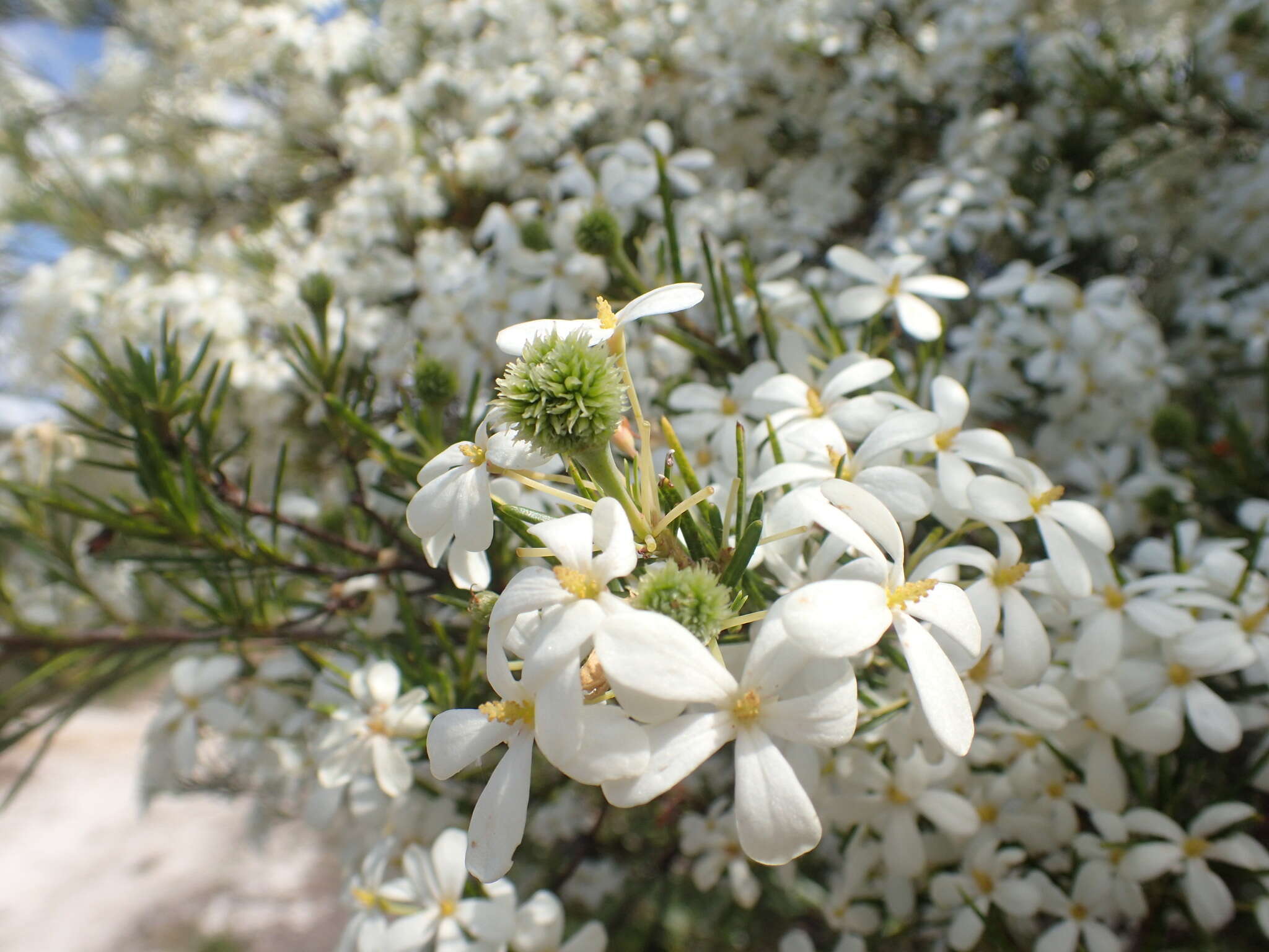 Image of Ricinocarpos pinifolius Desf.