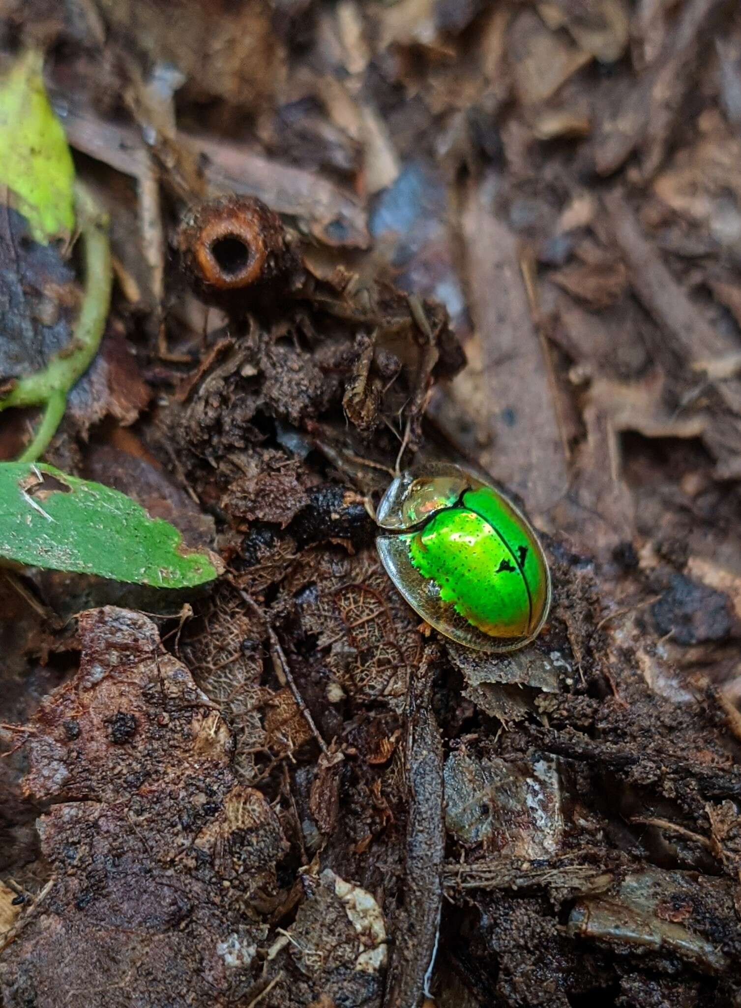 Sivun Coptocycla (Coptocycla) dolosa Boheman 1855 kuva