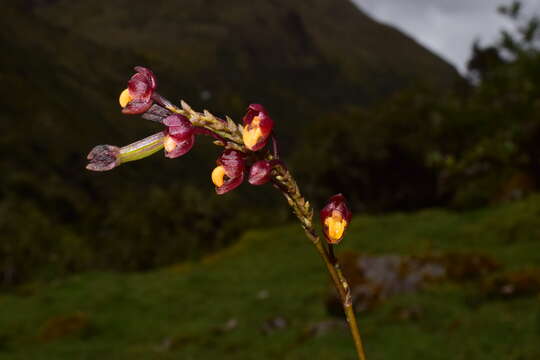 Image of Cyrtochilum rhodoneurum (Rchb. fil.) Dalström