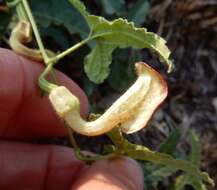 Image de Aristolochia coryi I. M. Johnston