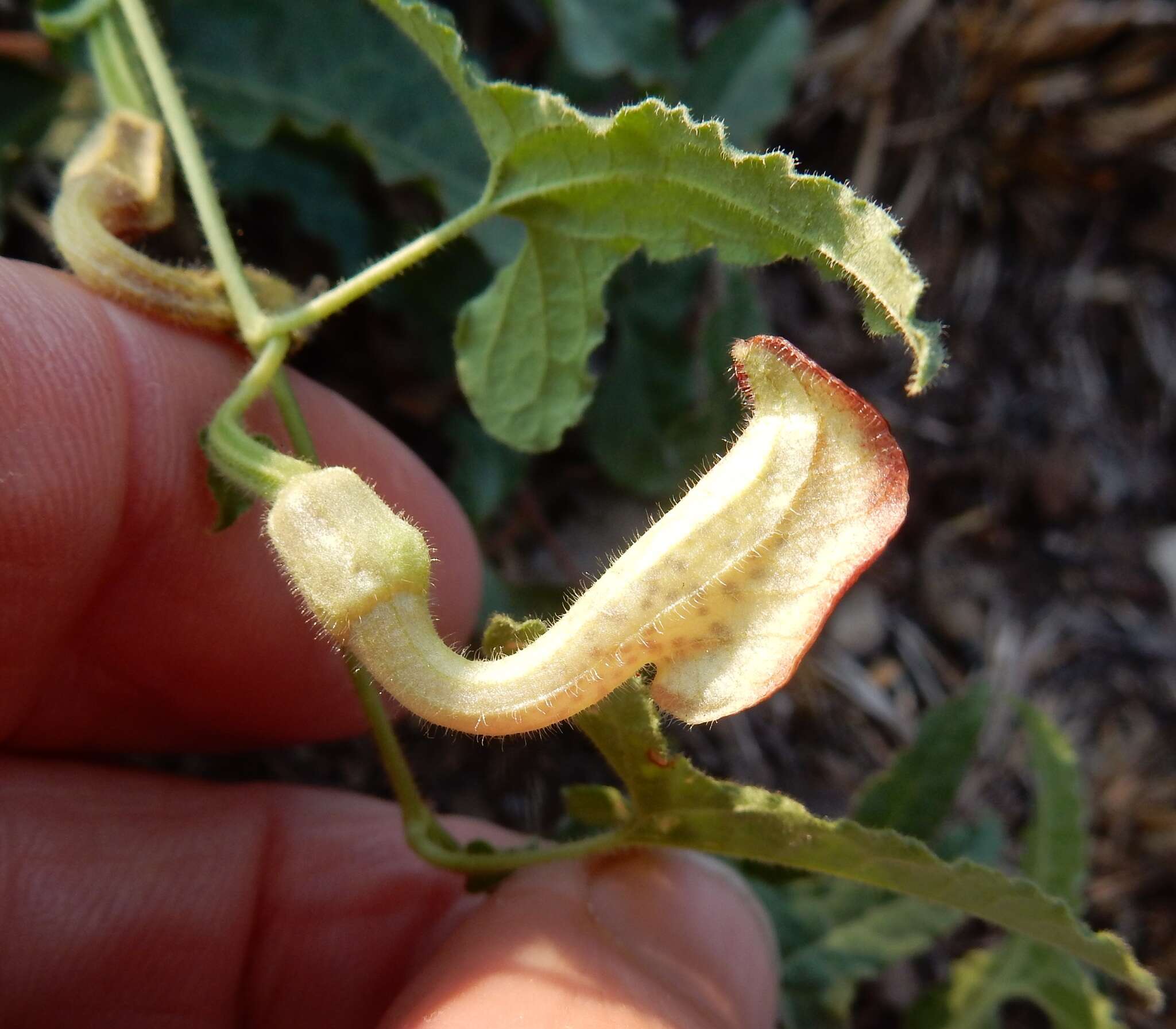 Image of Cory's dutchman's pipe