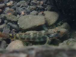 Image of Rhinogobius formosanus Oshima 1919