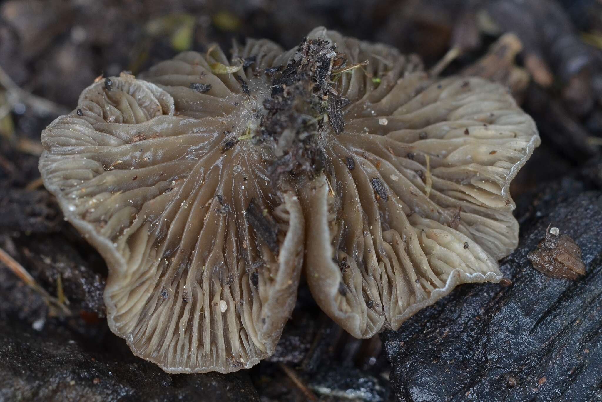 Image of Arrhenia acerosa (Fr.) Kühner 1980