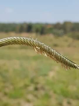 Harpochloa falx (L. fil.) Kuntze resmi