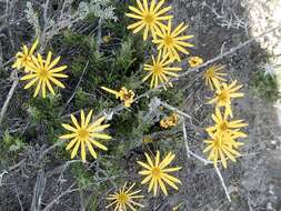 Image of Osteospermum scariosum var. integrifolium (Harv.) T. Norl.