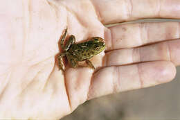 Слика од Lithobates catesbeianus (Shaw 1802)