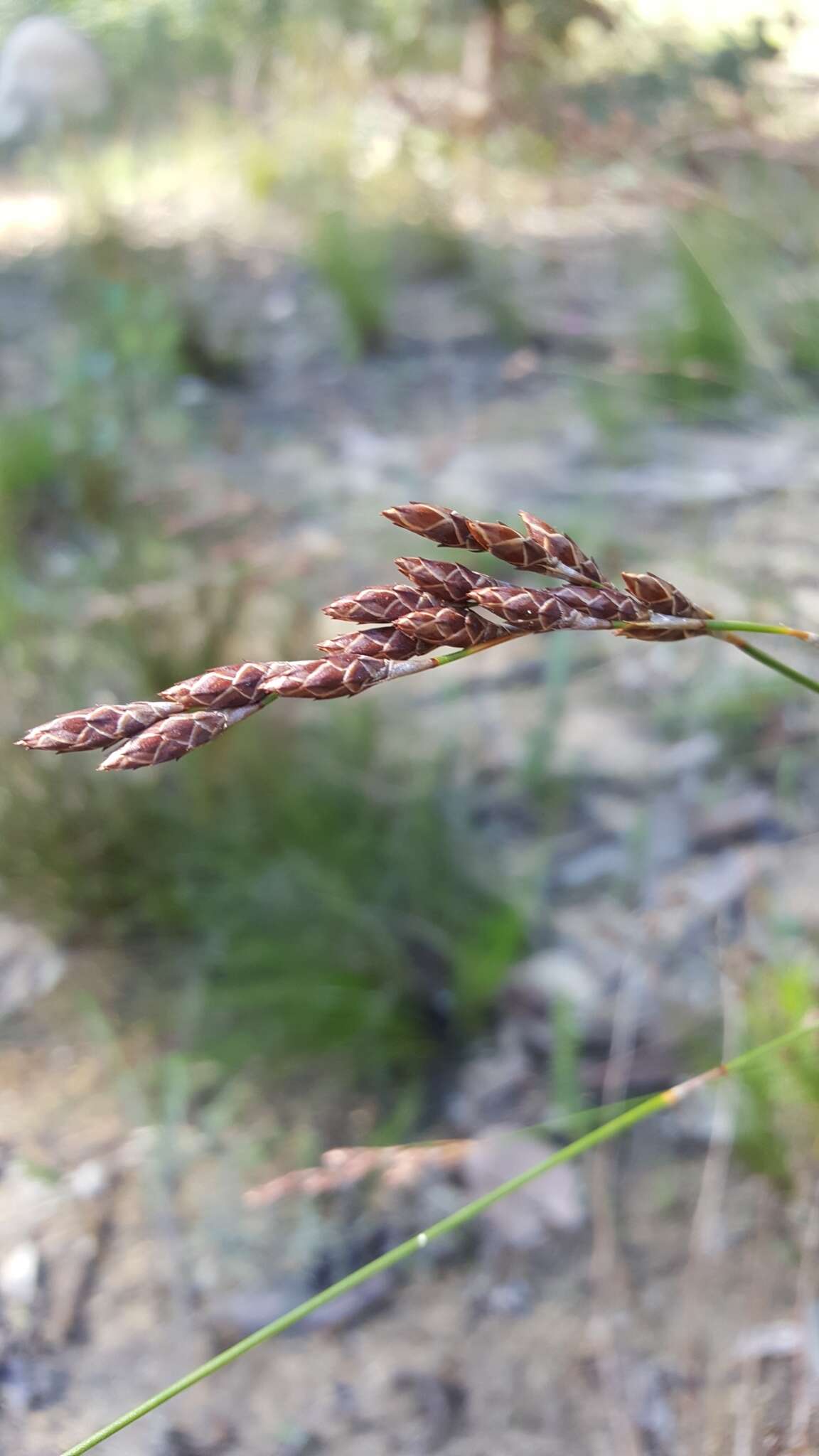 Image of Restio filiformis Poir.