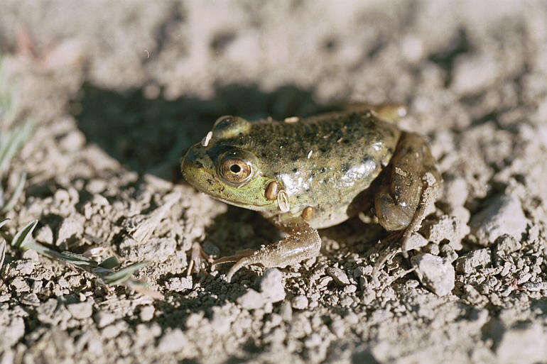 Image of American Bullfrog