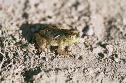 Image of American Bullfrog