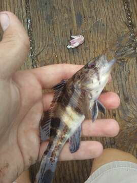 Image of Barred sand bass