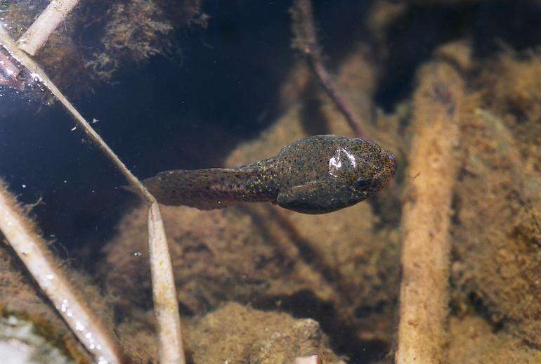 Image of American Bullfrog