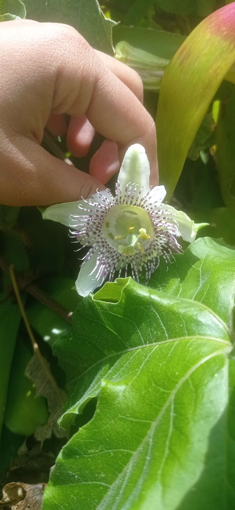 Image of Passiflora adenopoda