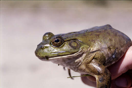 Image of American Bullfrog