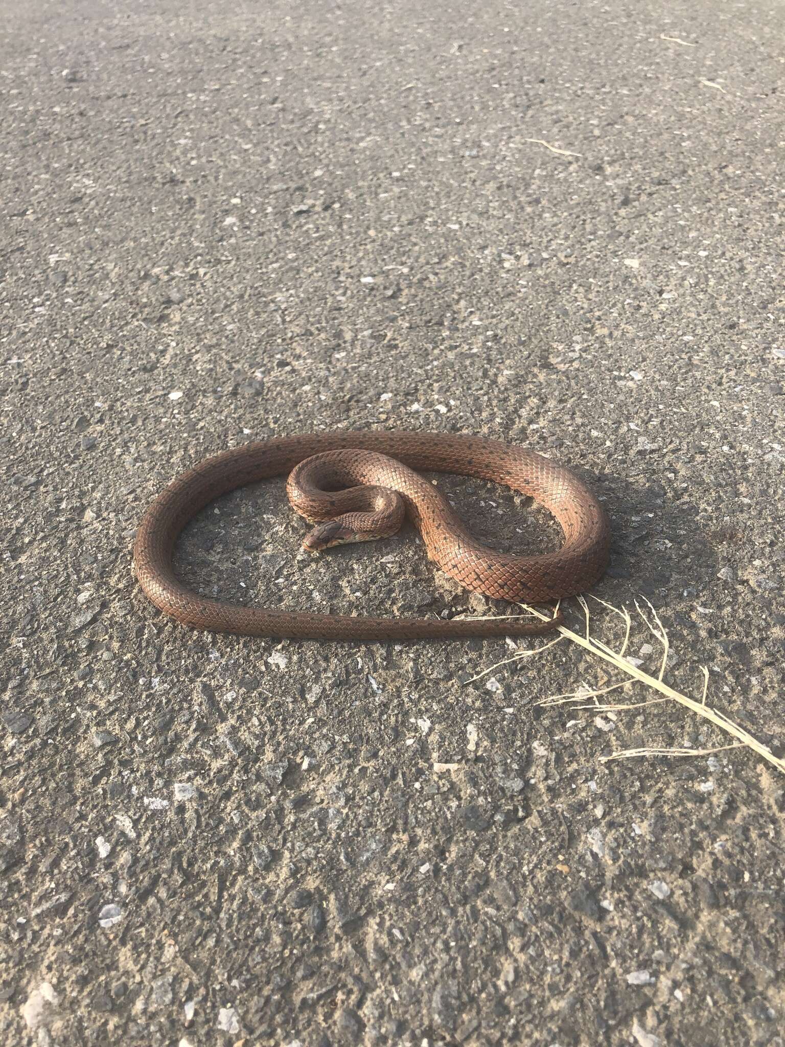 Image of Burrowing Ratsnake