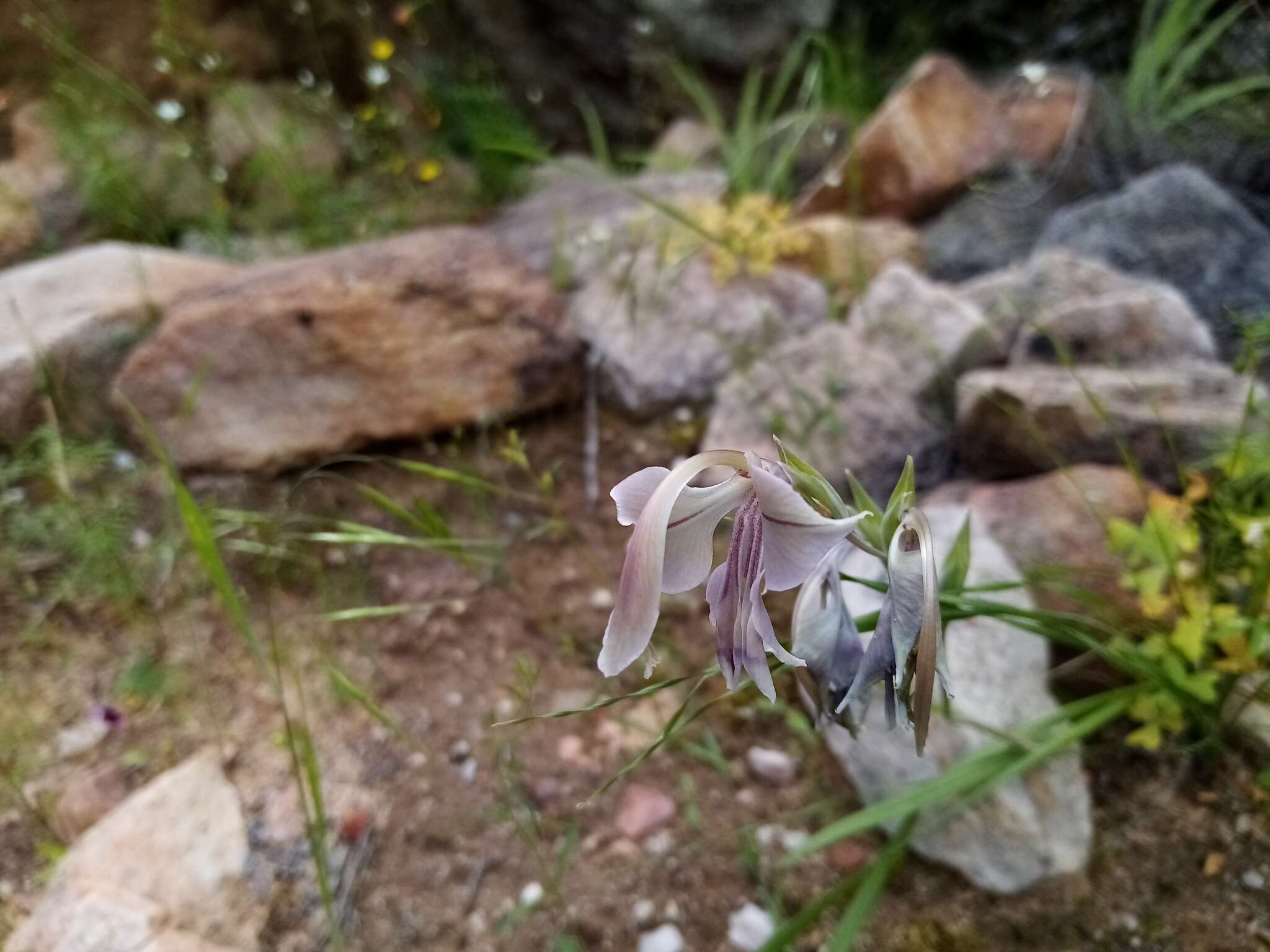 Imagem de Gladiolus orchidiflorus Andrews