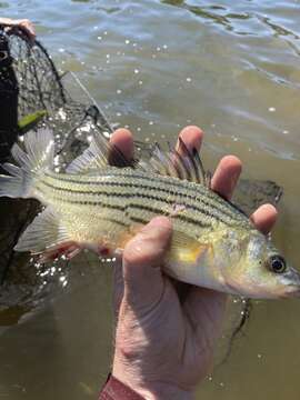 Image of Barfish