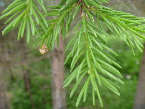 Imagem de Picea koraiensis Nakai