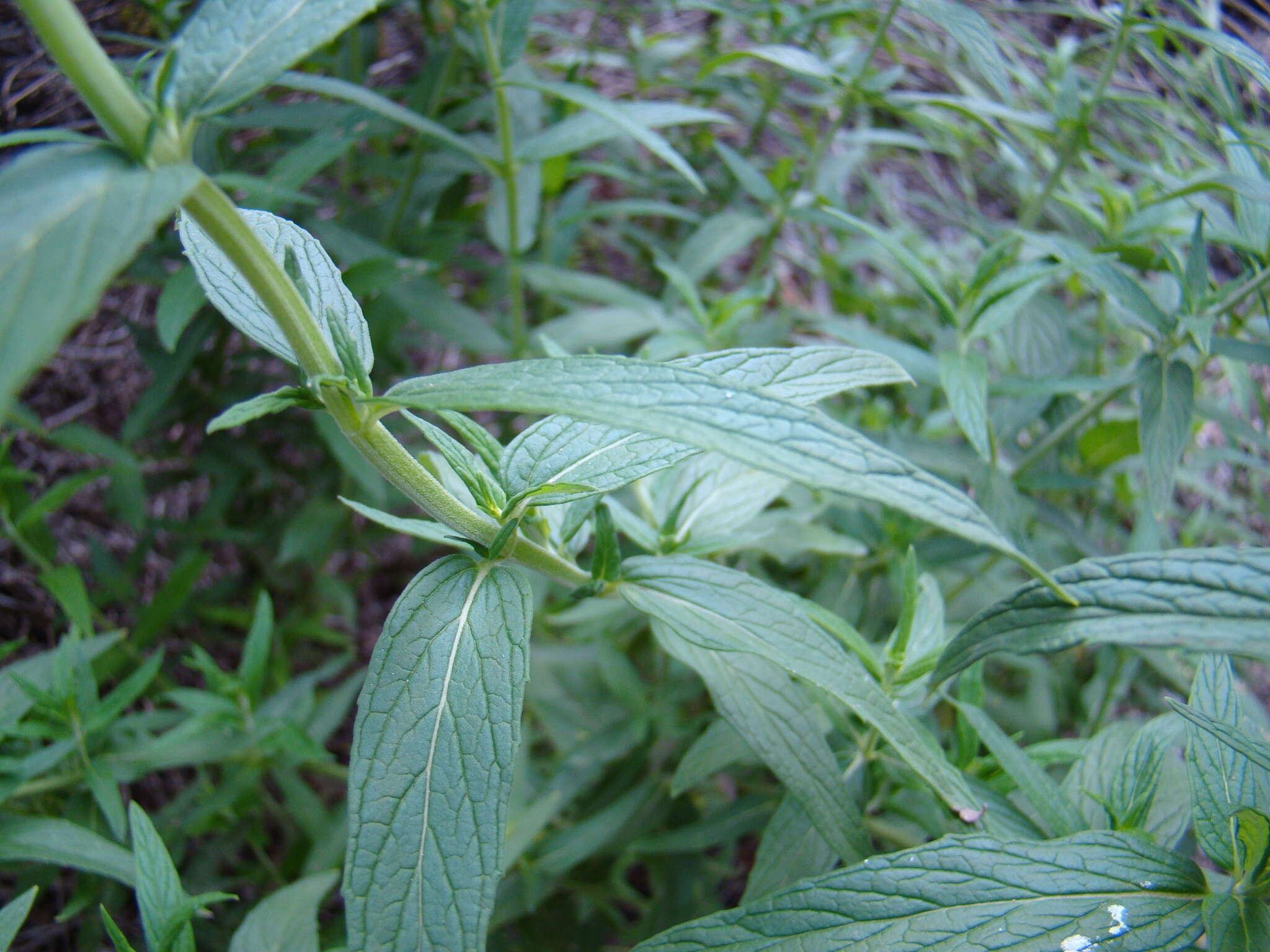 Image of Mentha longifolia subsp. capensis (Thunb.) Briq.