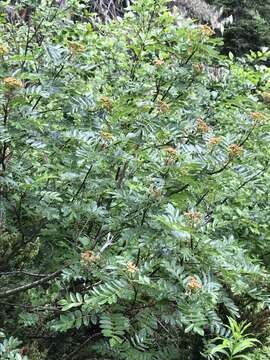 Image of Sorbus scopulina var. scopulina