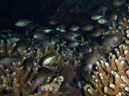 Image of Ternate chromis