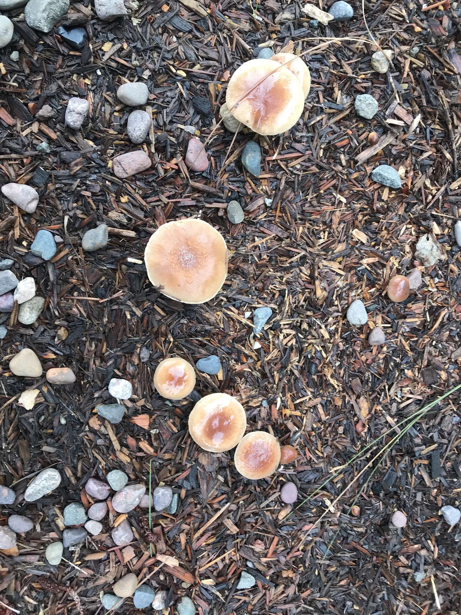 Pholiota velaglutinosa A. H. Sm. & Hesler 1968 resmi