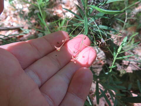 Image of dwarf euonymus