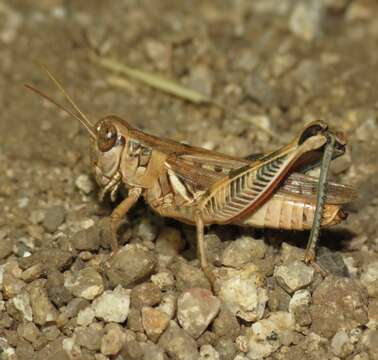 Image de Melanoplus devastator Scudder & S. H. 1878